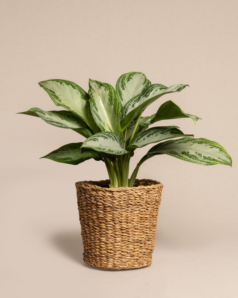 feey-variado-aglaonema-silver-bay-zimmerpflanze-ohne-bertopf image 7