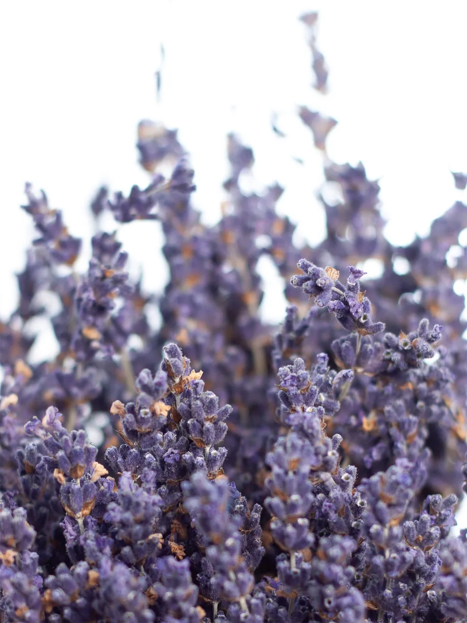 blumigo-trockenblumen-lavendel-bund-lila-duft image 1