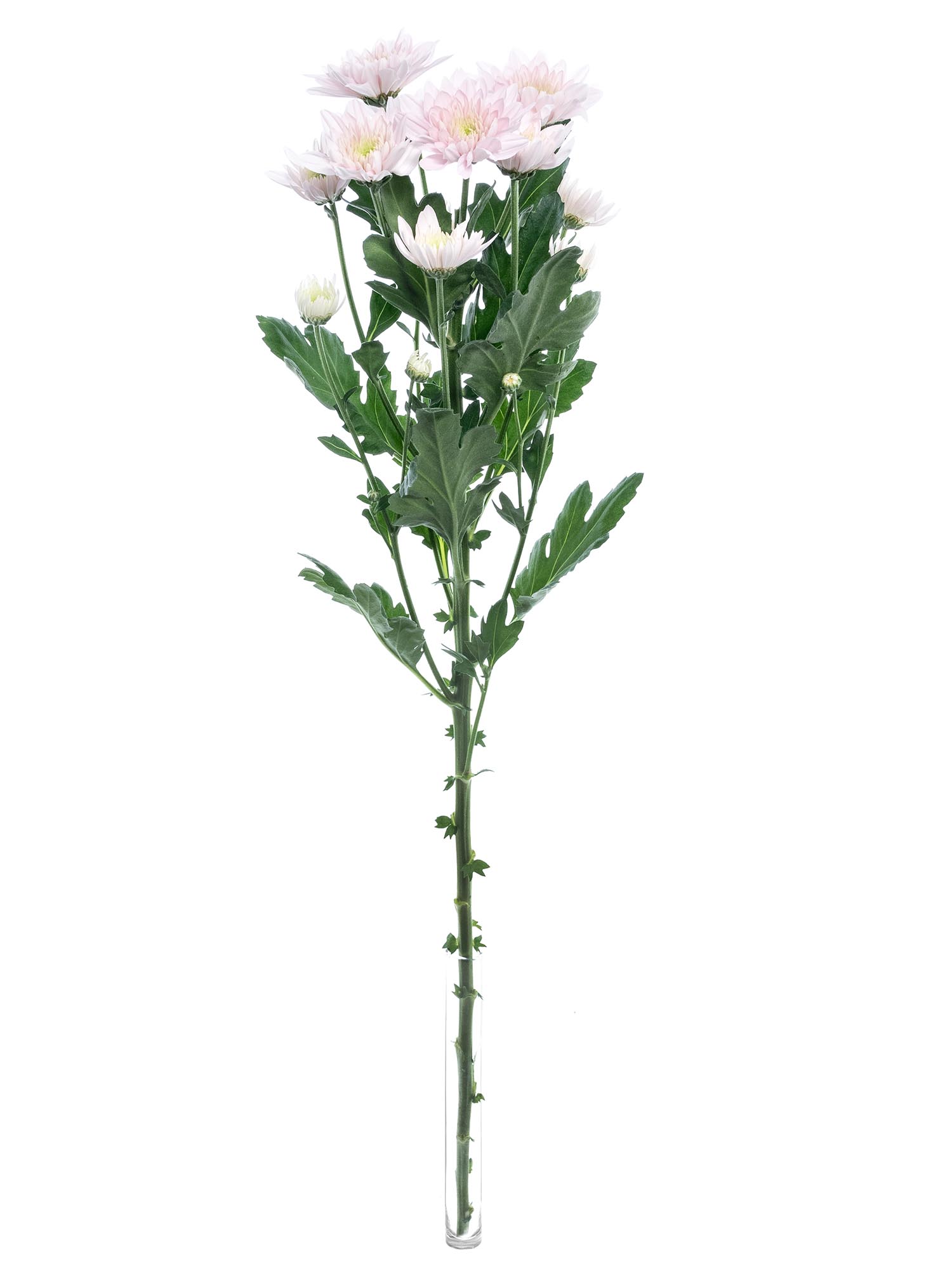 blumigo-chrysanthemen-pastela-pink-hellrosa-verzweigt image 3
