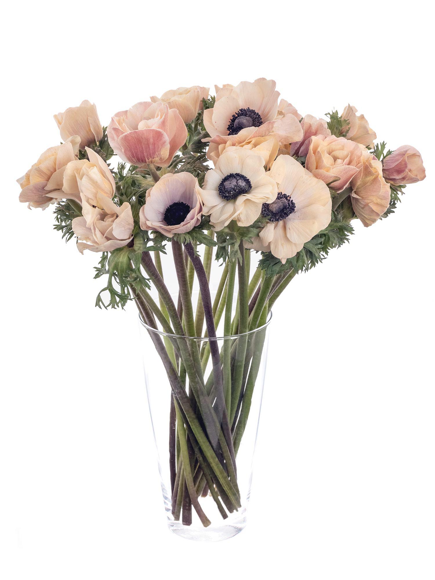 blumigo-anemonen-xl-mistral-powder-apricot-bund-apricot image 2