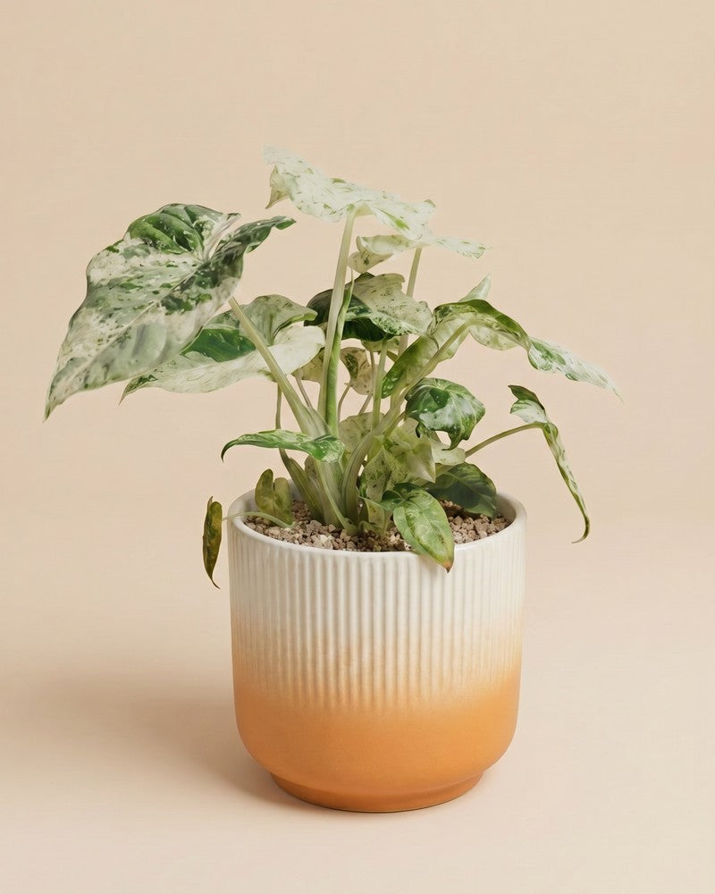 feey-alocasia-macrorrhiza-splash-elefantenohr image 7