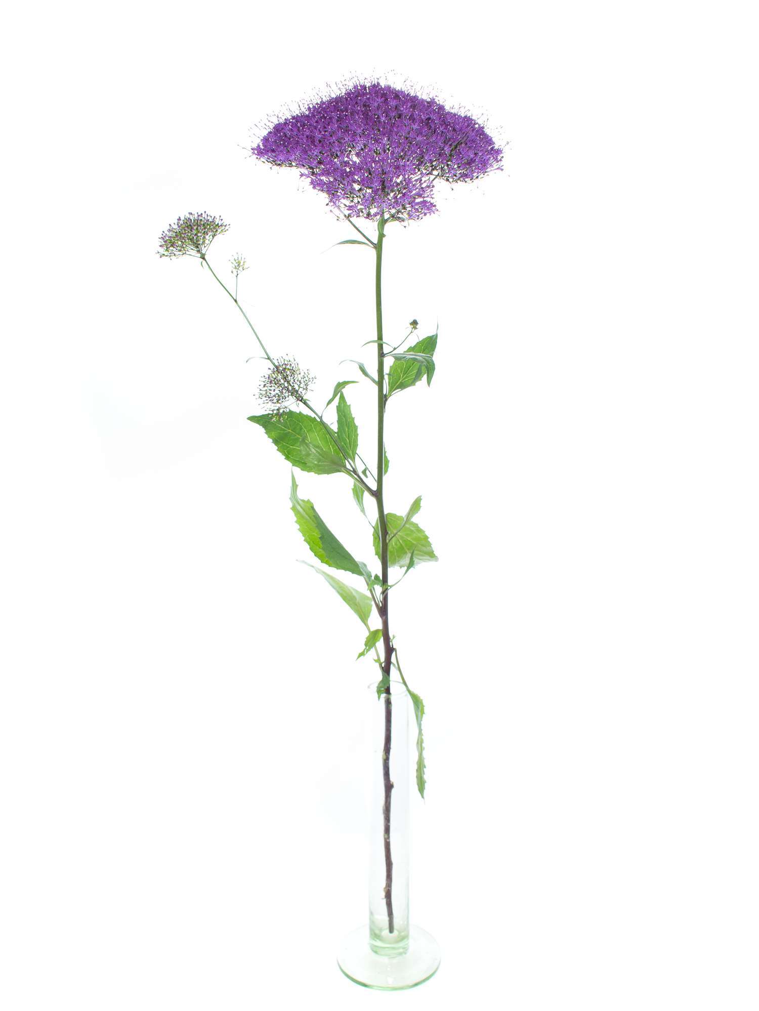 blumigo-trachelium-purple-lake-michigan-violett image 3