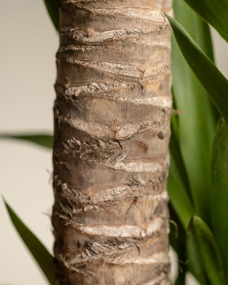 feey-variado-gro-e-yucca-xl-zimmerpflanze-yucca-palme image 2