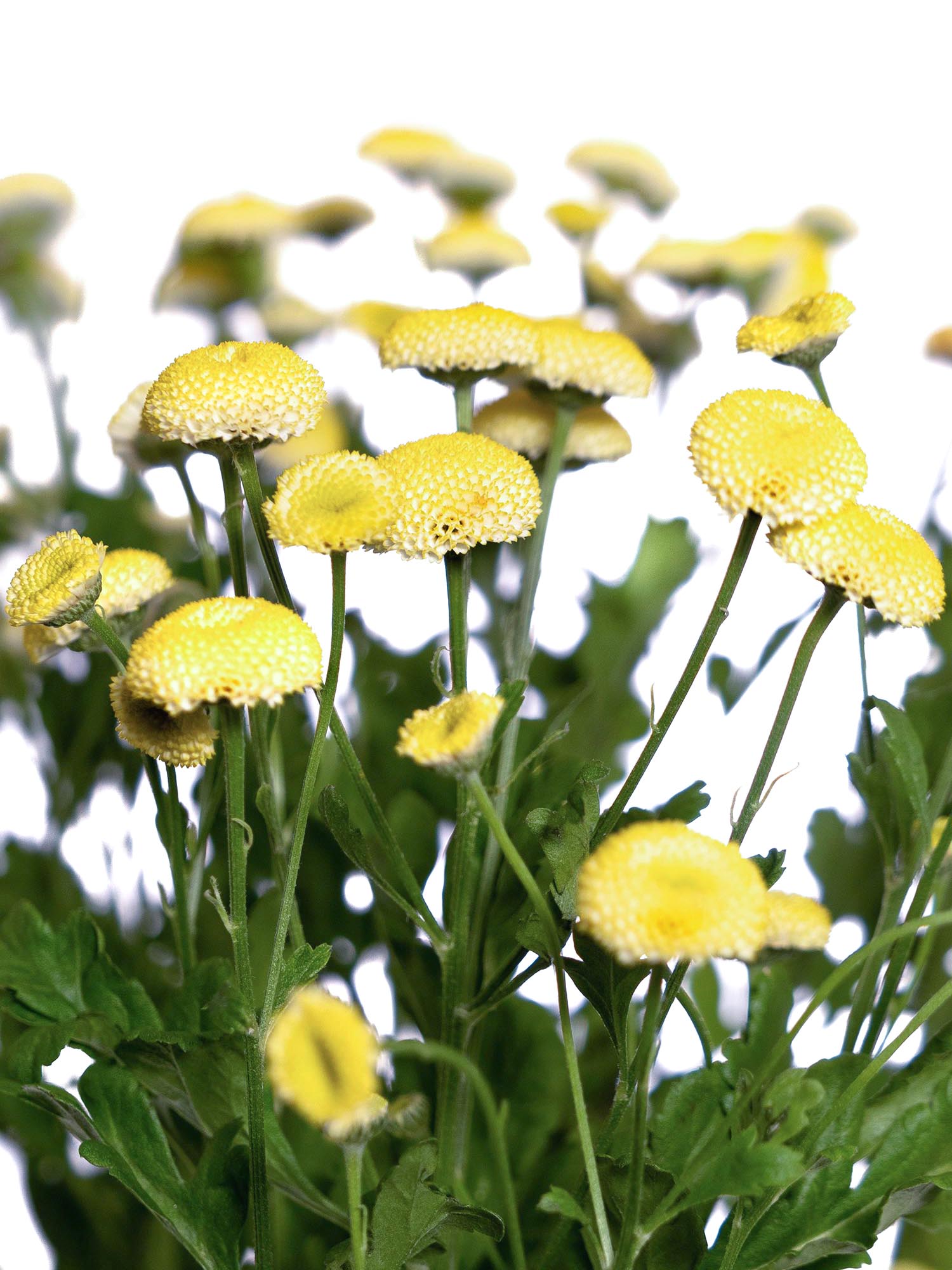 blumigo-tanacetum-amazone-blume-gelb image 1