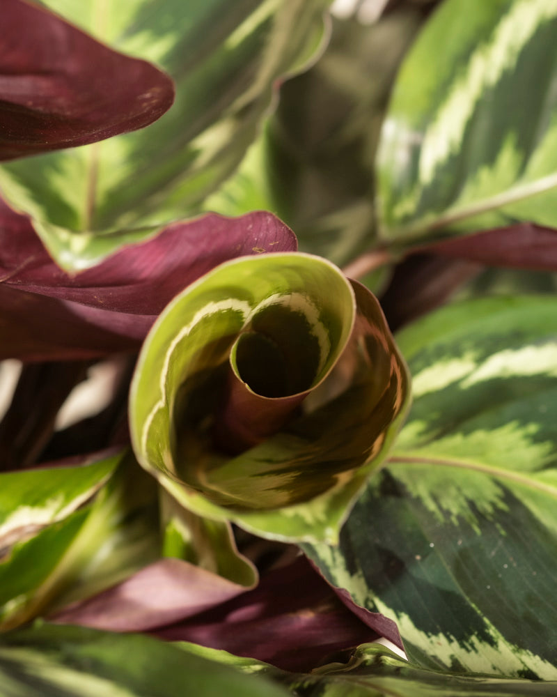 feey-calathea-roseopicta-gro-zimmerpflanze-bunte-bl-tter image 8