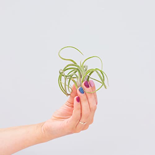 plnts-babyplnts-tillandsia-caput-medusae-luftpflanze-10-cm image 8