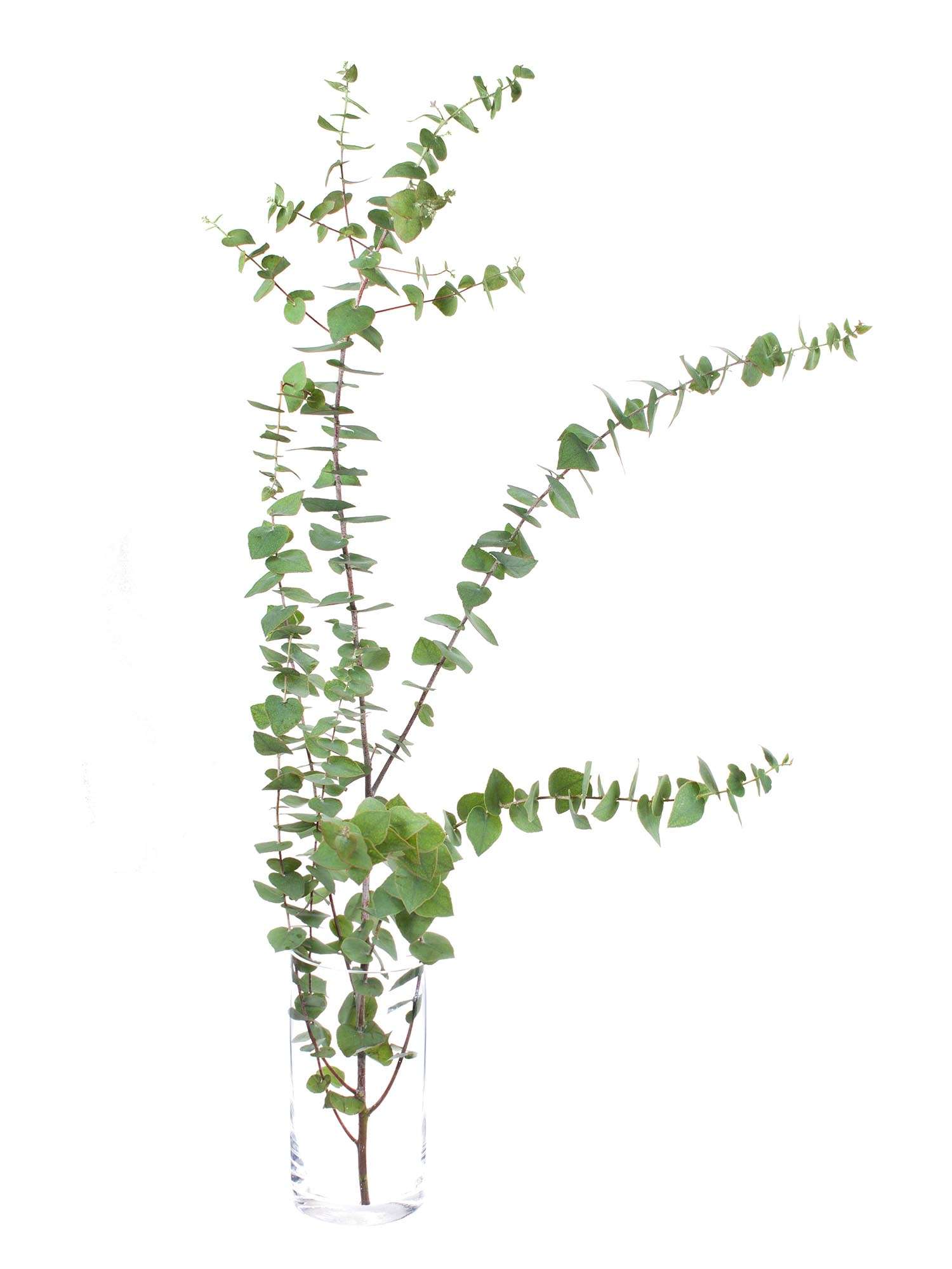 blumigo-eukalyptus-stuartiana-bindegr-n-gr-n-braun-bund image 3