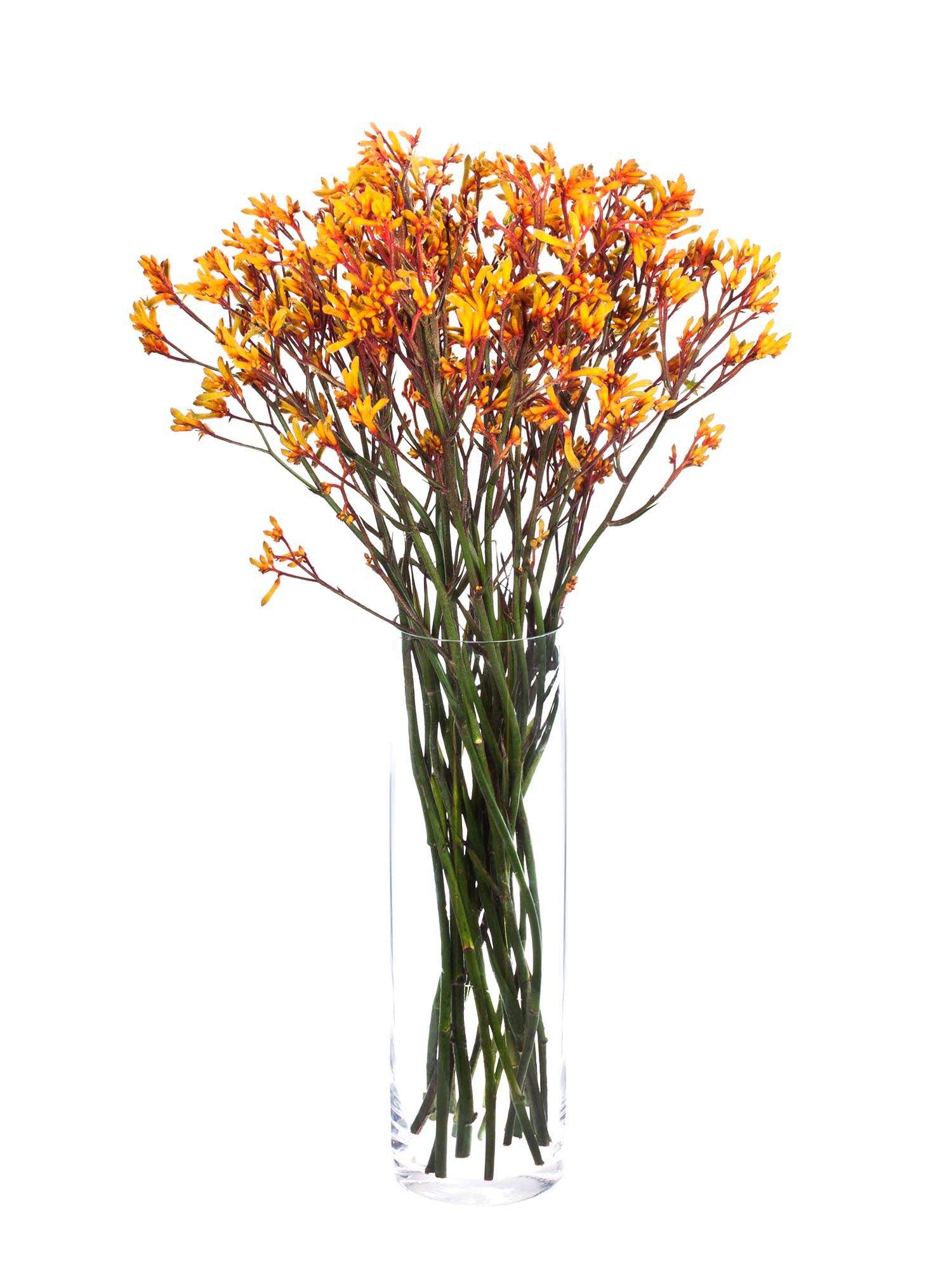 blumigo-anigozanthos-gold-fever-k-ngurupfote image 2