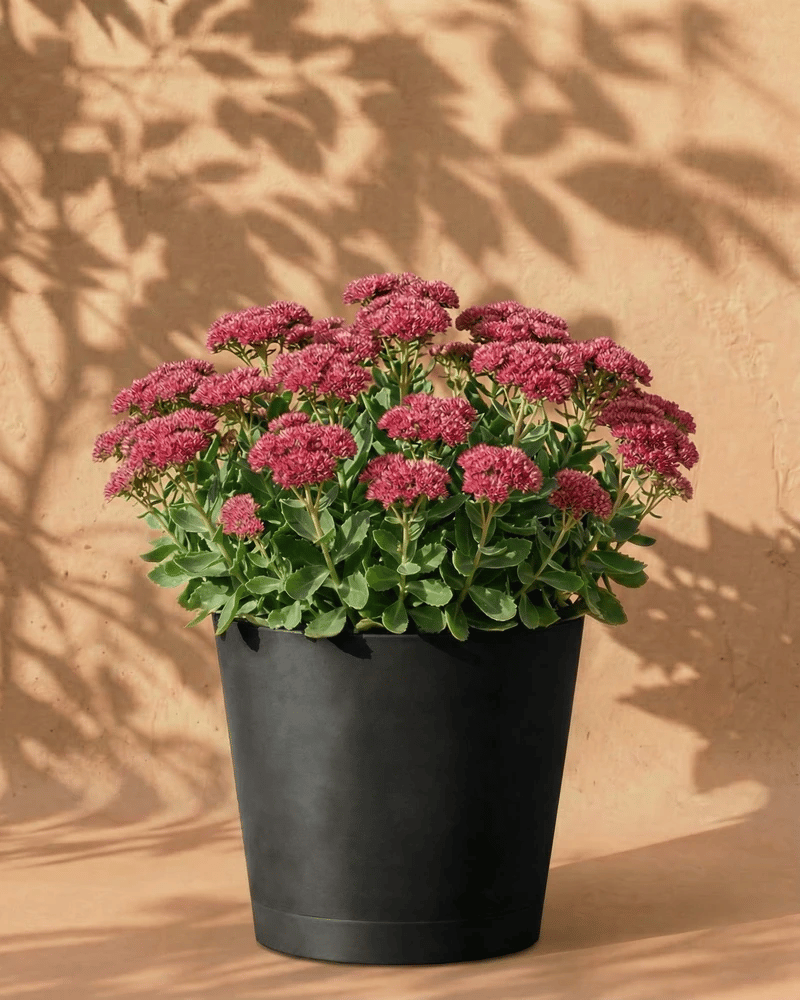 feey-amsterdam-sedum-rosa-gartenstaude-3-st-ck-wurzeln image 6