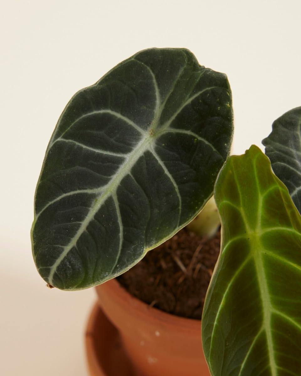 plnts-babyplnts-alocasia-black-velvet-zimmerpflanze-10-cm image 3
