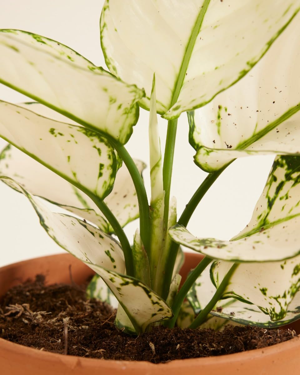 plnts-rareplnts-aglaonema-white-joy-zimmerpflanze-12cm-25cm image 4