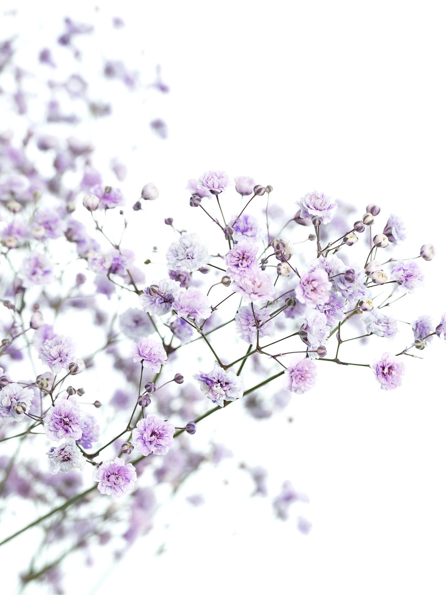 blumigo-schleierkraut-painted-schnittblume-milka-violett-1-bund image 1