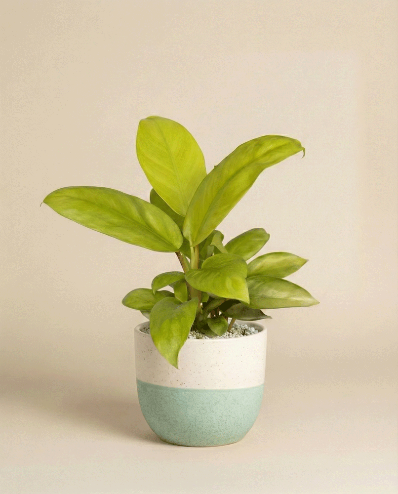 feey-philodendron-ceylon-gold-h-ngepflanze-ohne-bertopf image 6