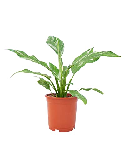 plnts-rareplnts-spathiphyllum-diamond-zimmerpflanze-30cm-panaschiert image 8