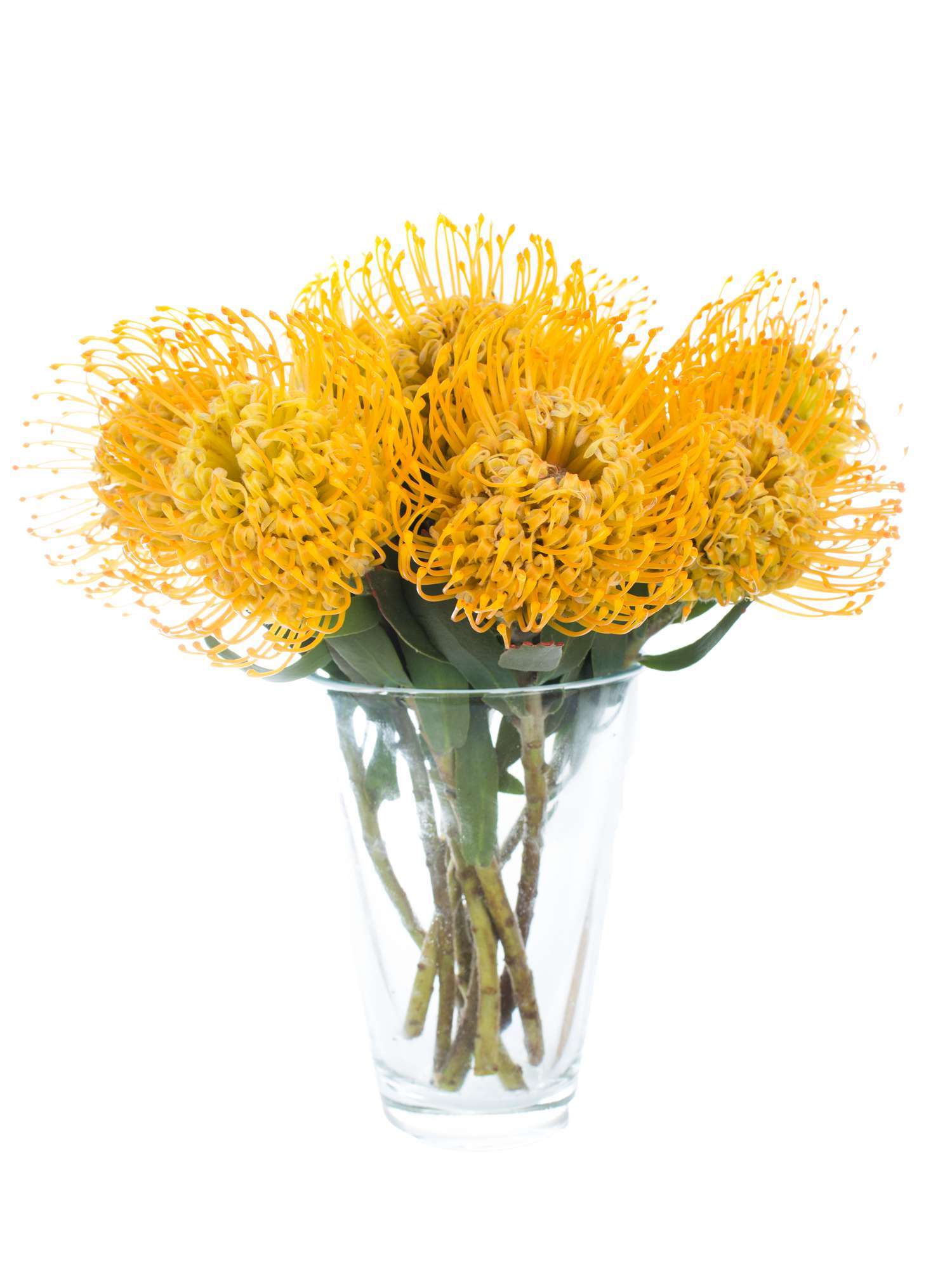 blumigo-proteen-nadelkissen-protea-jelena-gelb-blume image 2