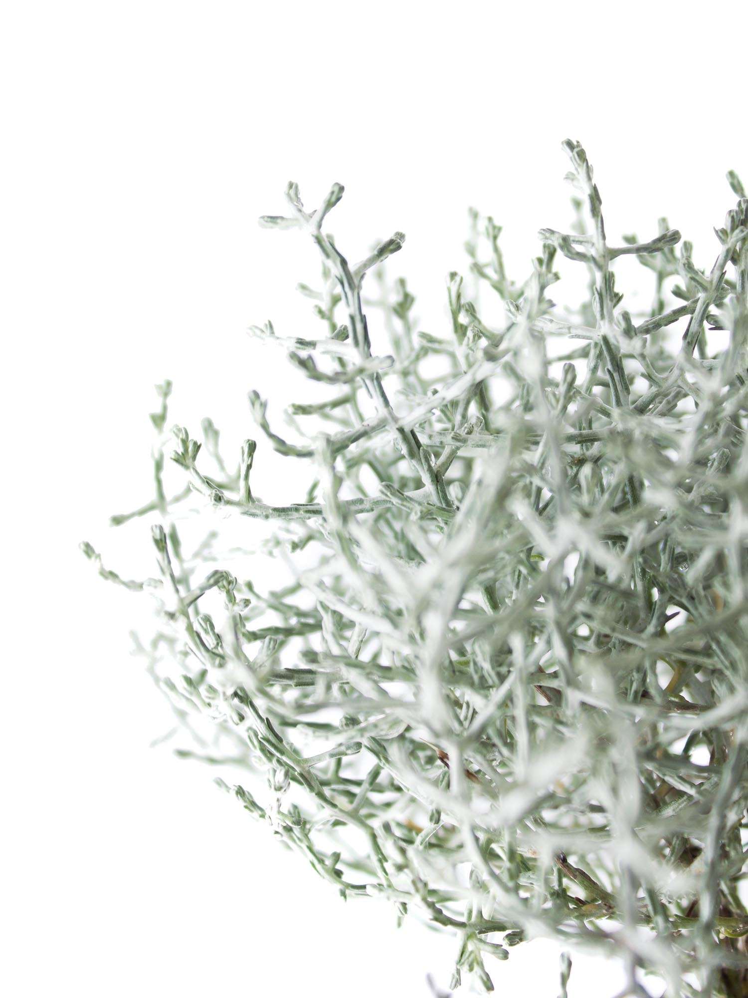 blumigo-blattwerk-calocephalus-stacheldraht-geschnitten image 2