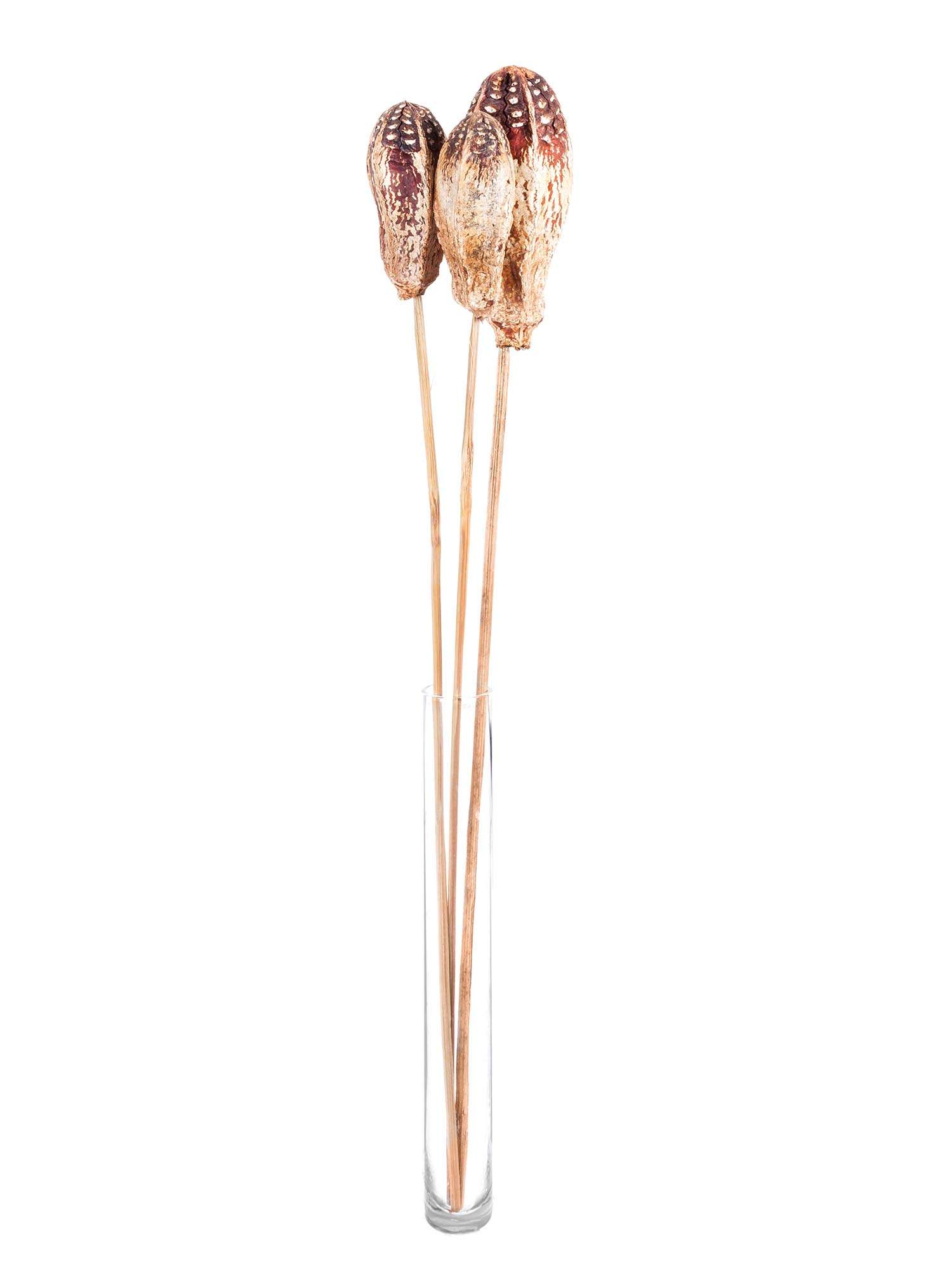 blumigo-trockenblumen-mehogany-stab-trockenblume-creme-braun-3-st-ck image 2