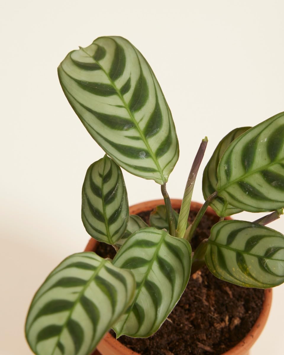 plnts-rareplnts-ctenanthe-burle-marxii-zimmerpflanze-30-cm-blattschmuck image 3