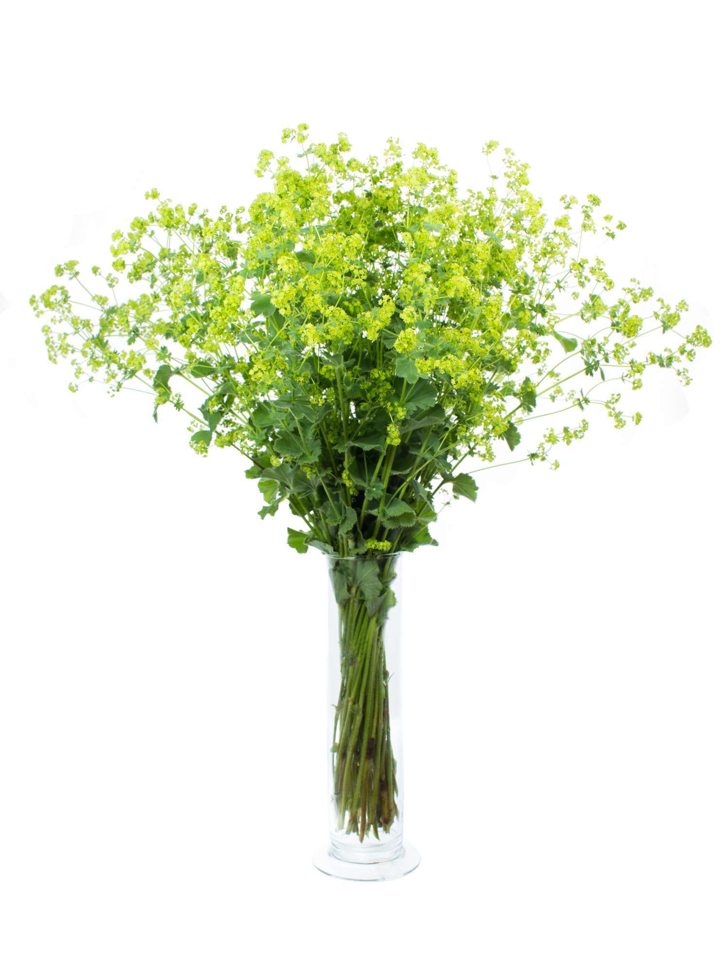 blumigo-frauenmantel-alchemilla-gr-nes-schnittgr-n image 2
