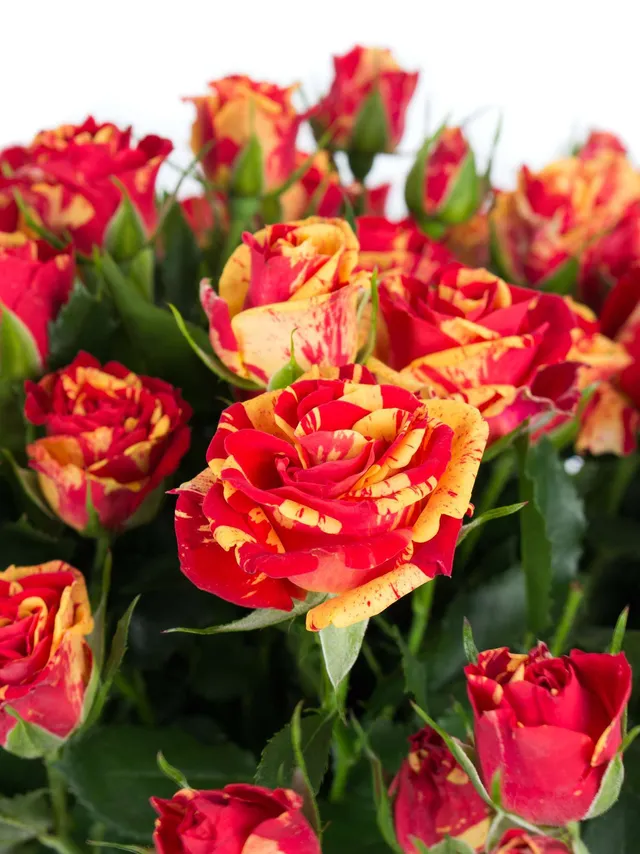 blumigo-rosen-fire-flash-rose-rot-gelb-verzweigt image 1