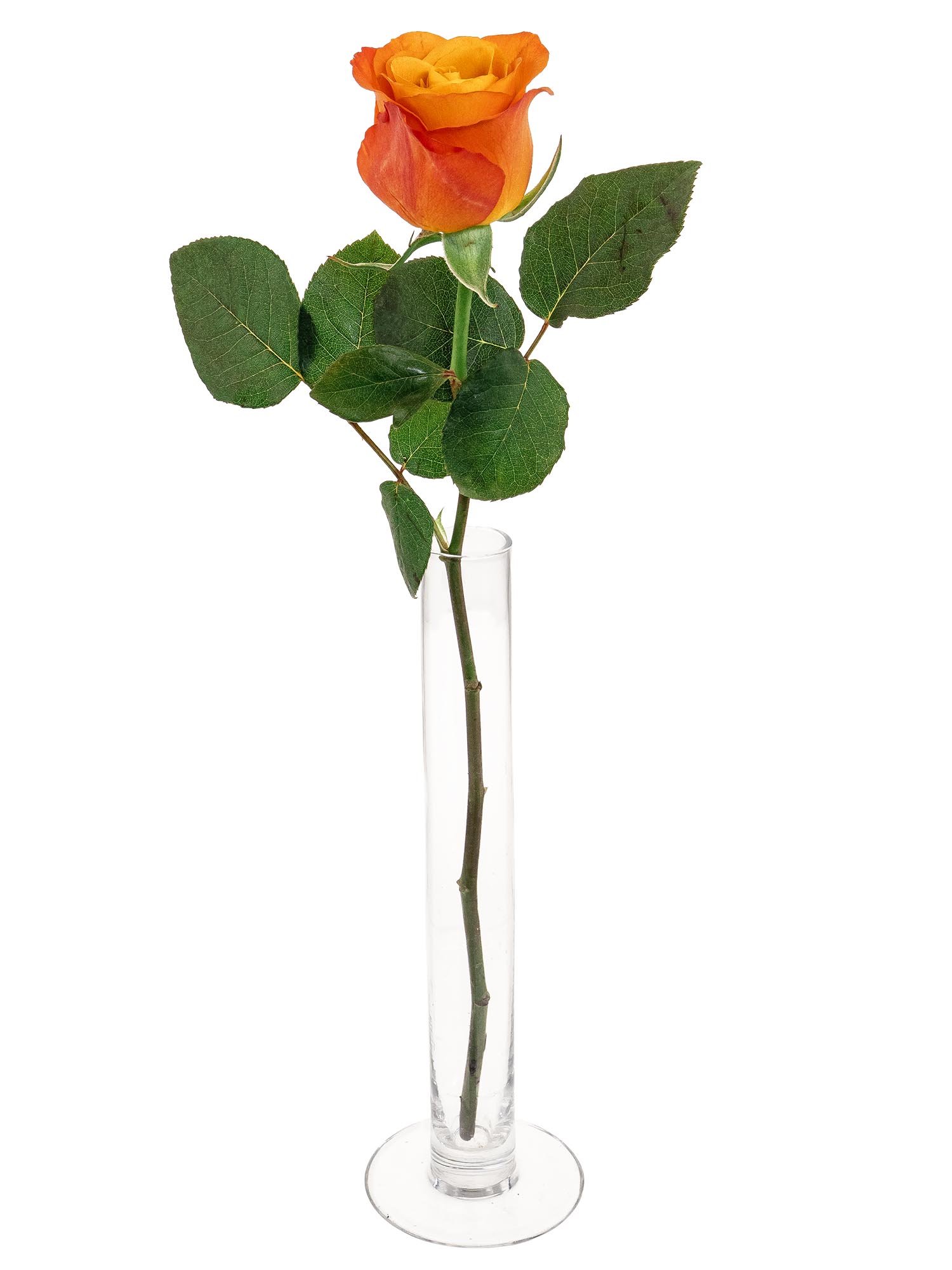 blumigo-rosen-confidental-schnittrosen-orange image 3