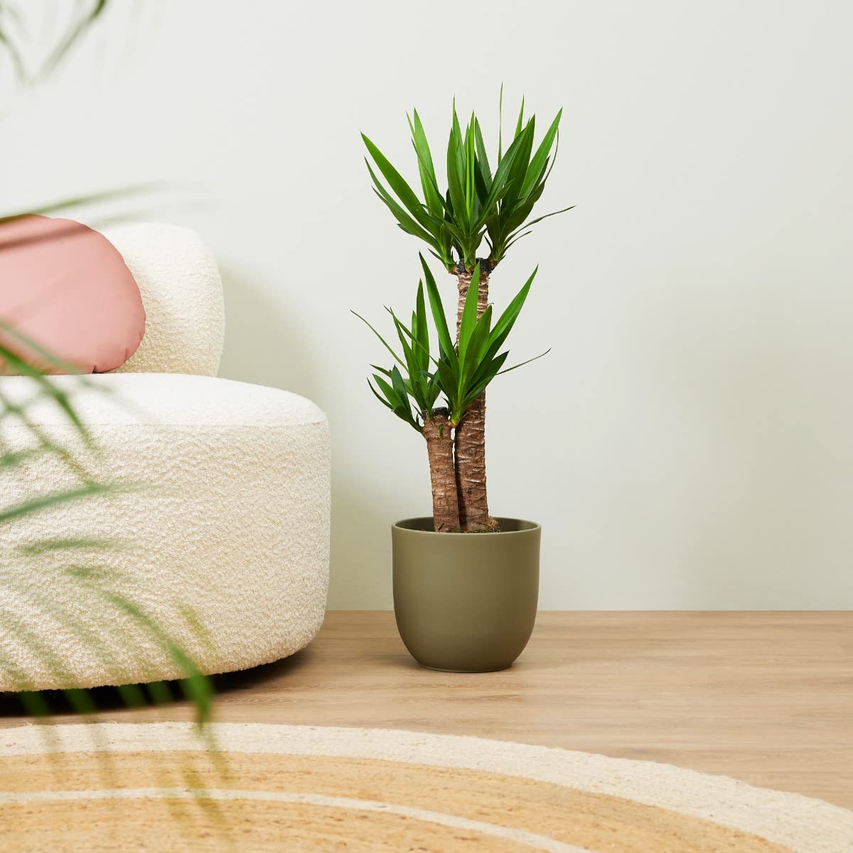 plnts-rareplnts-yucca-elephantipes-100cm-zimmerpalme image 8
