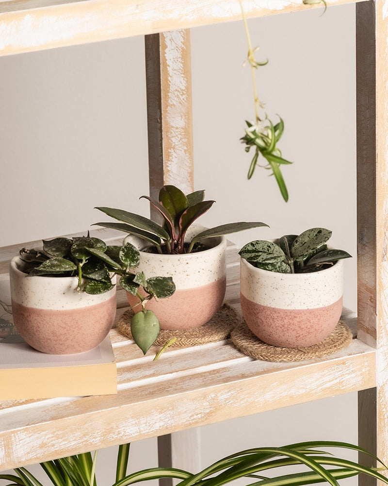 feey-variado-babypflanzen-trio-hoya-wachsblume-3er-set image 2