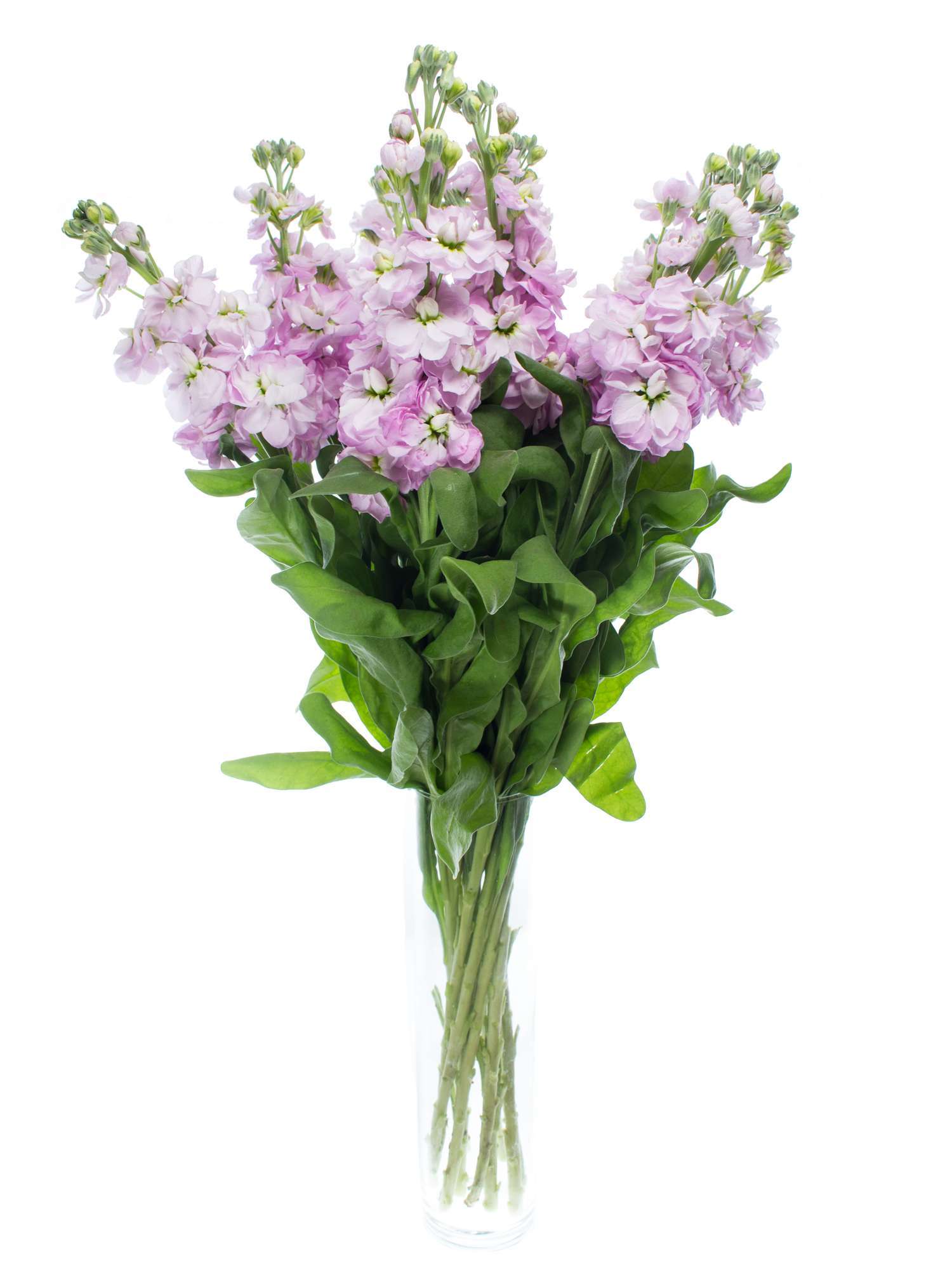 blumigo-rosen-levkojen-figaro-light-rose-schnittblume-rosa image 2