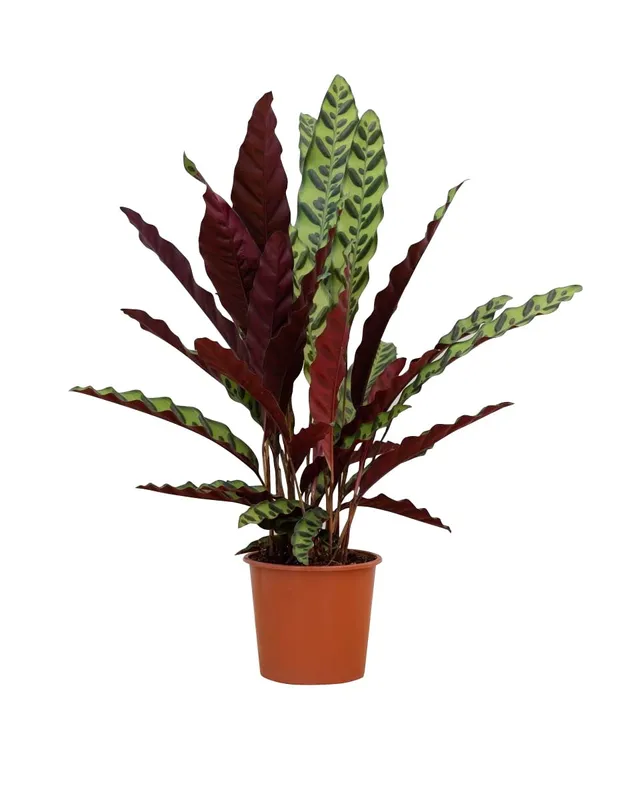 plnts-rareplnts-calathea-insigne-zimmerpflanze-60-cm image 1