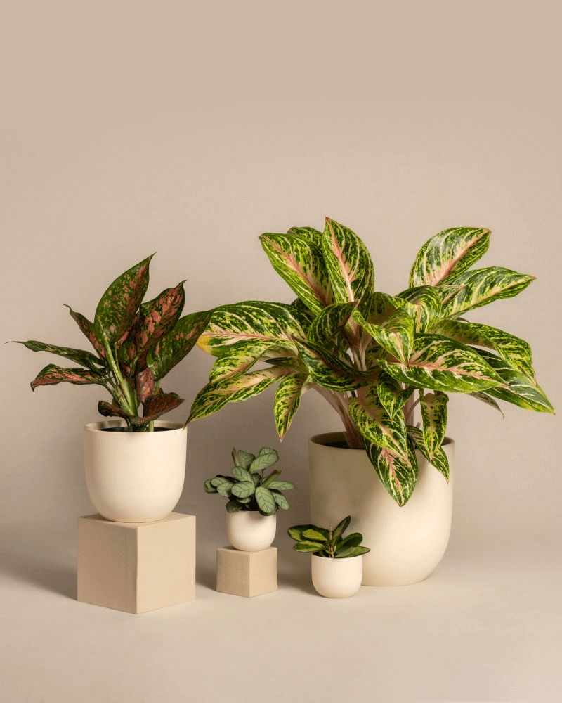 feey-variado-tropical-beauty-zimmerpflanzen-set-4-teilig image 6