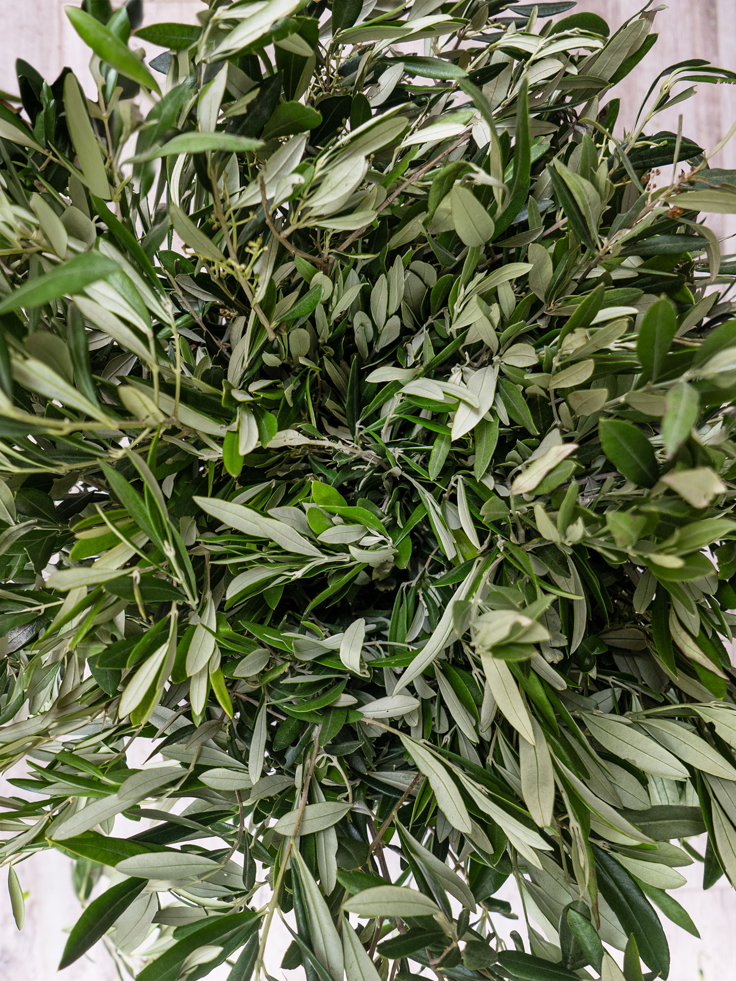 blumigo-exklusives-greenery-olivenzweige-bund-frisch-50-cm image 6