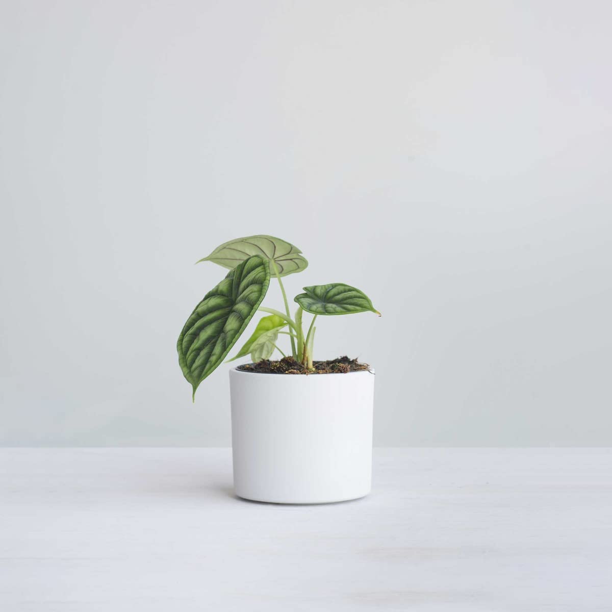 plnts-rareplnts-alocasia-dragon-scale-zimmerpflanze-20cm image 7