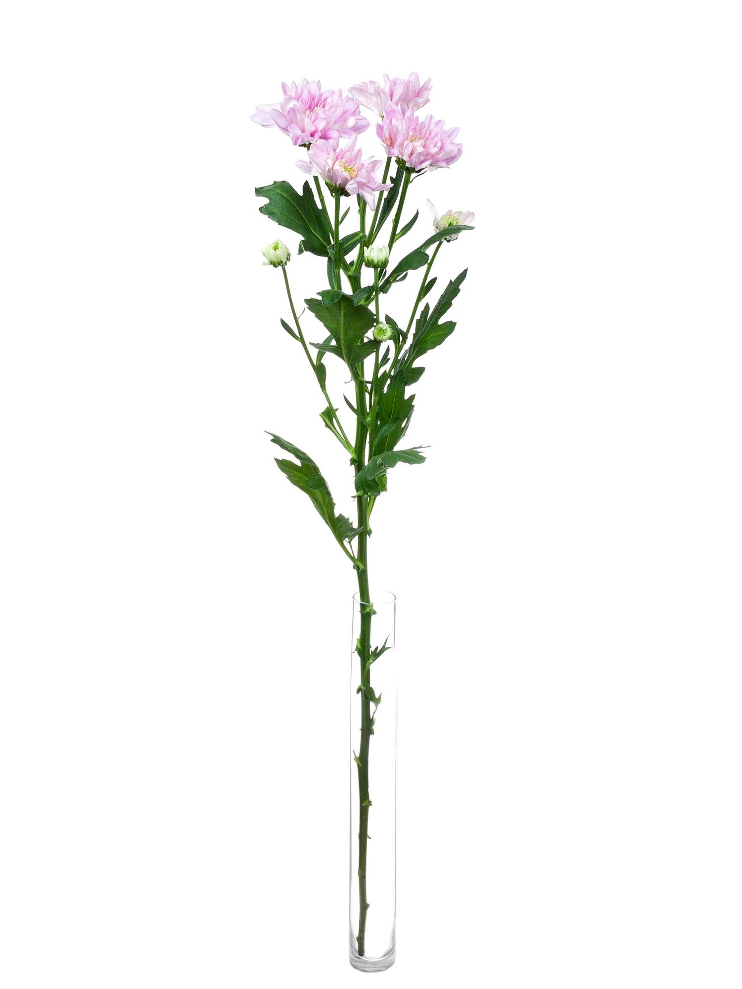 blumigo-chrysanthemen-baltica-pink-schnittblumen-rosa-verzweigt image 3