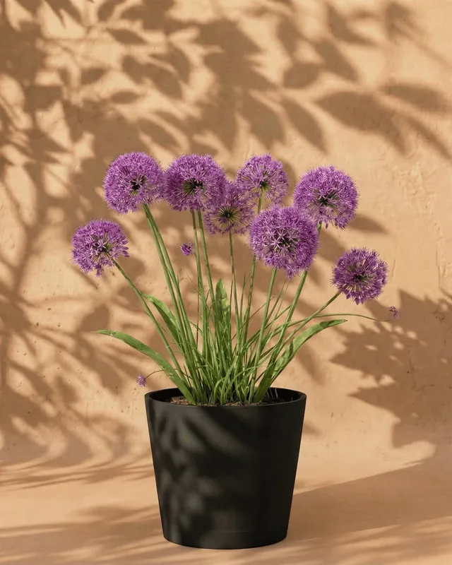 feey-amsterdam-allium-blumenzwiebeln-lila-2-stk-bienenfreundlich image 1