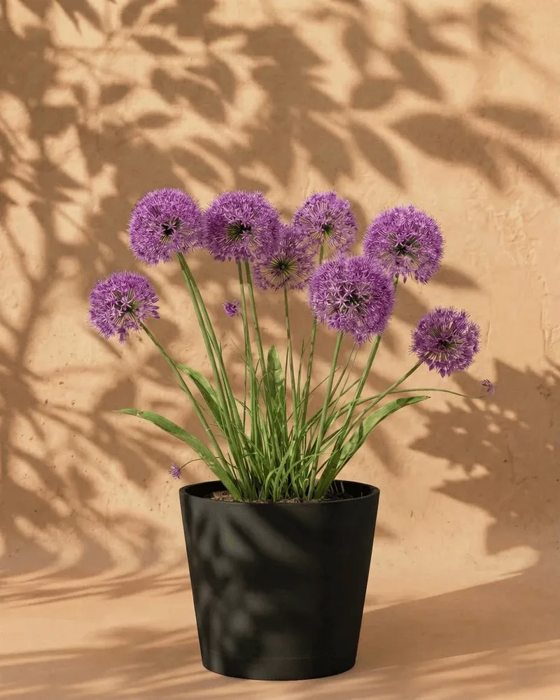 feey-amsterdam-allium-blumenzwiebeln-lila-2-stk-bienenfreundlich image 1