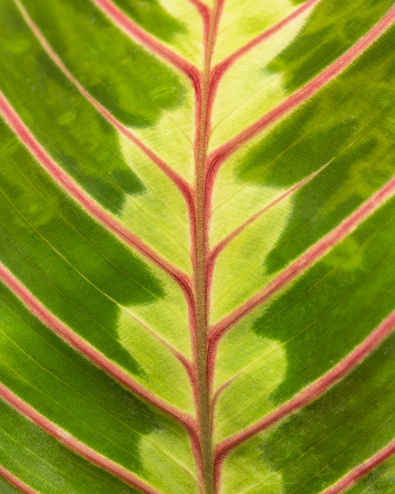 feey-variado-maranta-zimmerpflanze-ohne-bertopf-tierfreundlich image 2