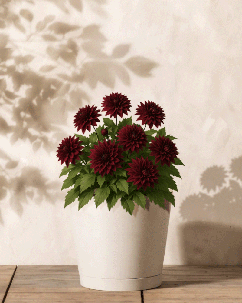 feey-amsterdam-dahlie-dunkelrot-knollen-3-stk-black-jack image 4