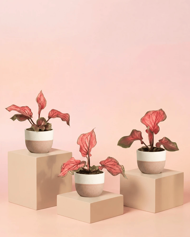 feey-variado-baby-caladium-lucia-3er-set-ohne-bertopf-pink image 5