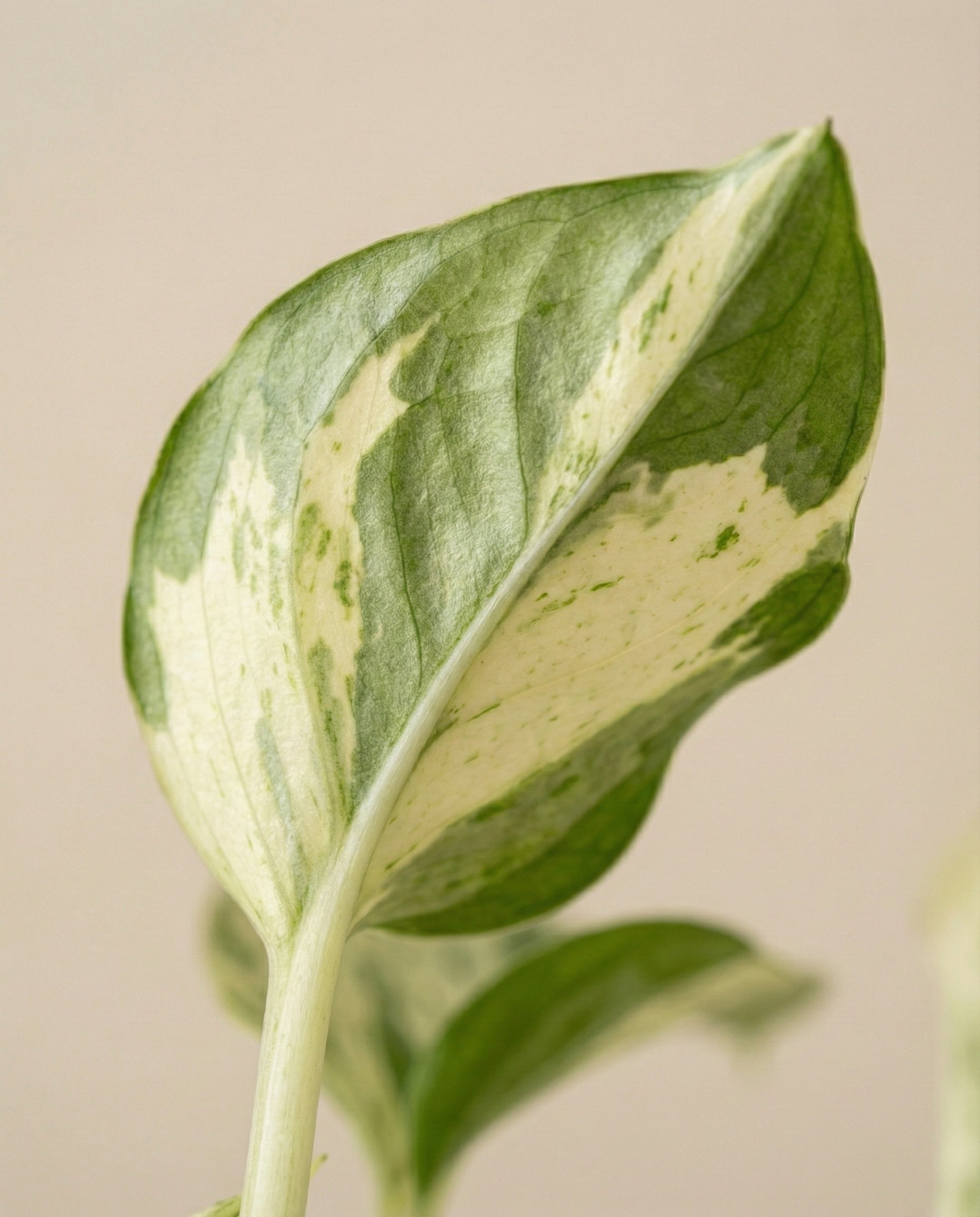 feey-happy-leaf-efeutute-zimmerpflanze-ohne-bertopf-pflegeleicht image 8