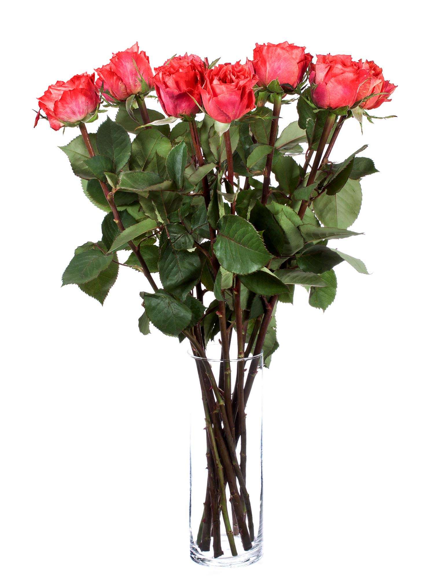 blumigo-rosen-love-story-rot-orange-schnittblume image 2