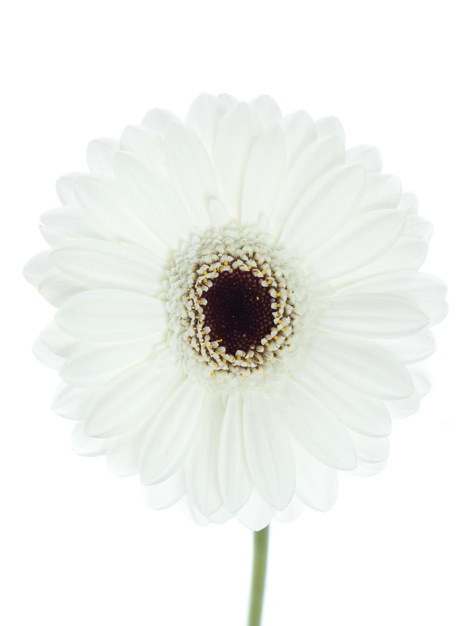 blumigo-gerbera-mini-snowy-wei-e-germini-blume image 2