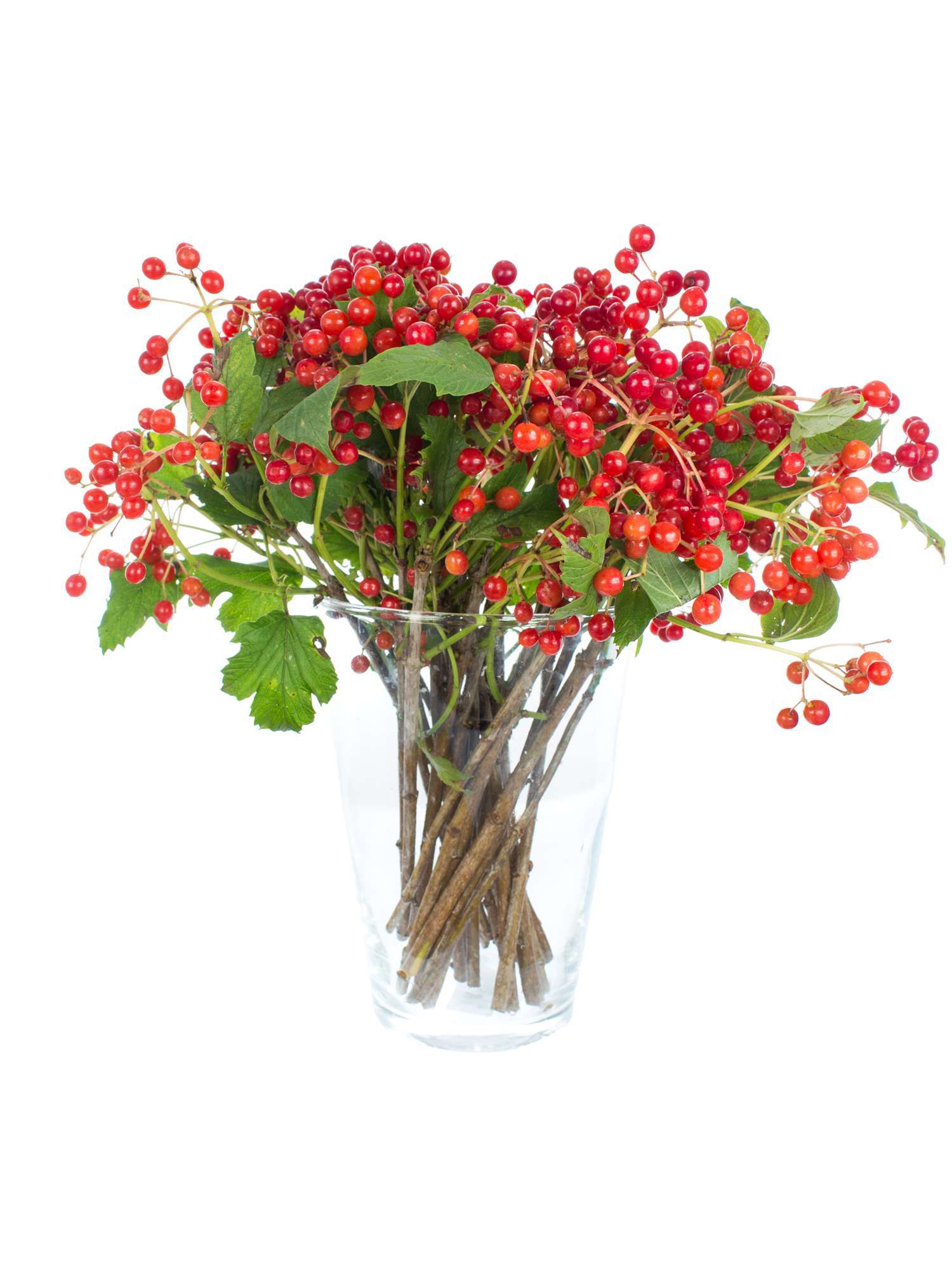 blumigo-zwergschneeball-compactum-roter-beerenzweig image 2