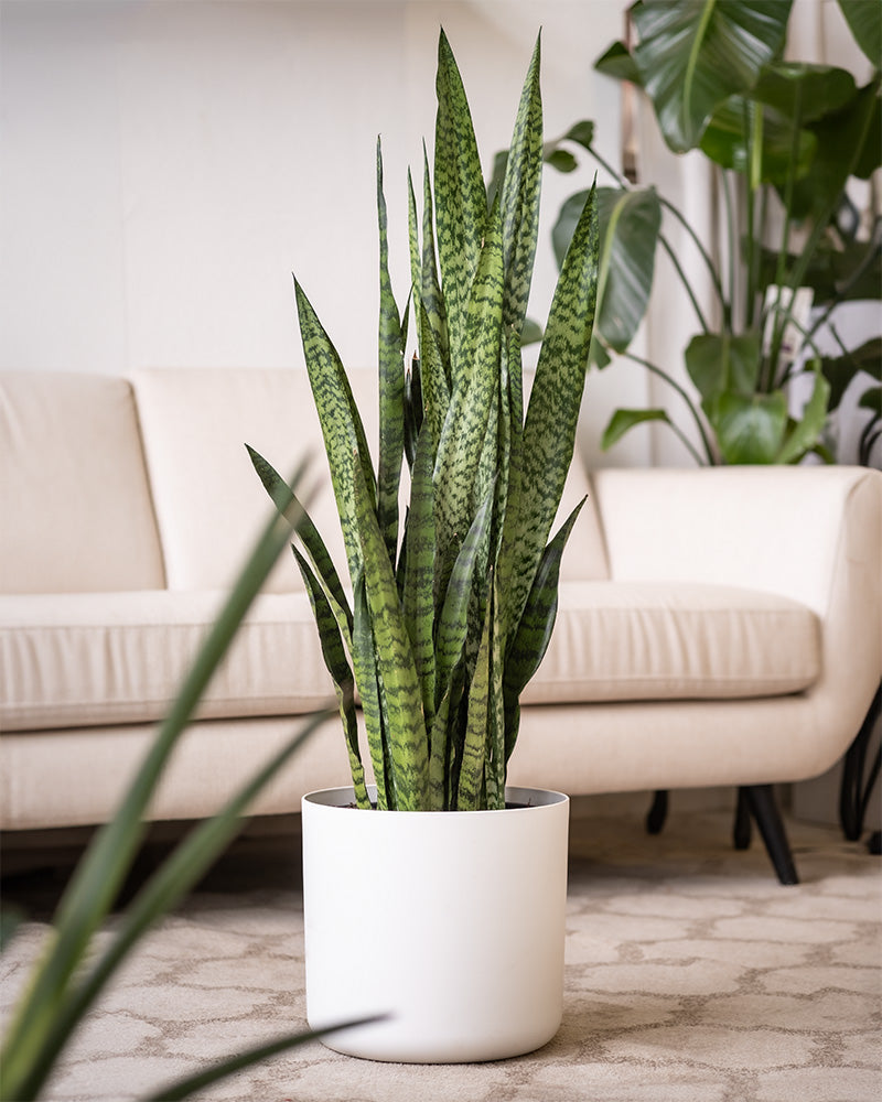 feey-variado-sansevieria-zeylanica-zimmerpflanze-gro-gr-n image 4