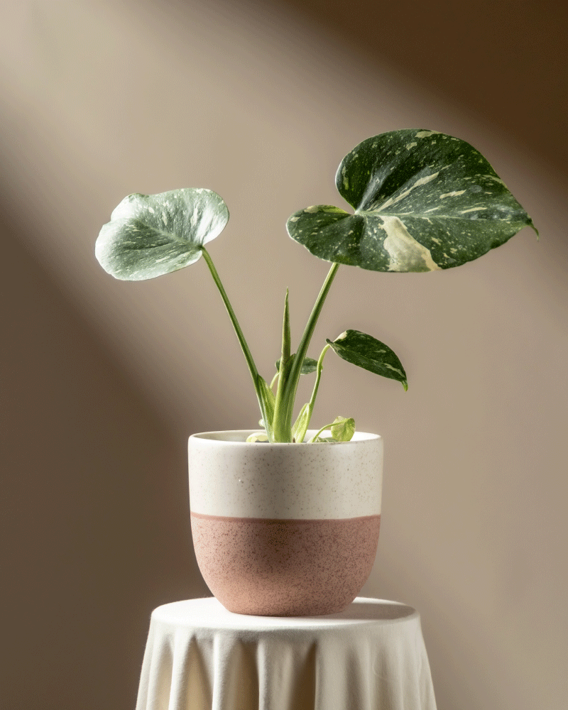 feey-variado-monstera-thai-constellation-zimmerpflanze-klein image 5