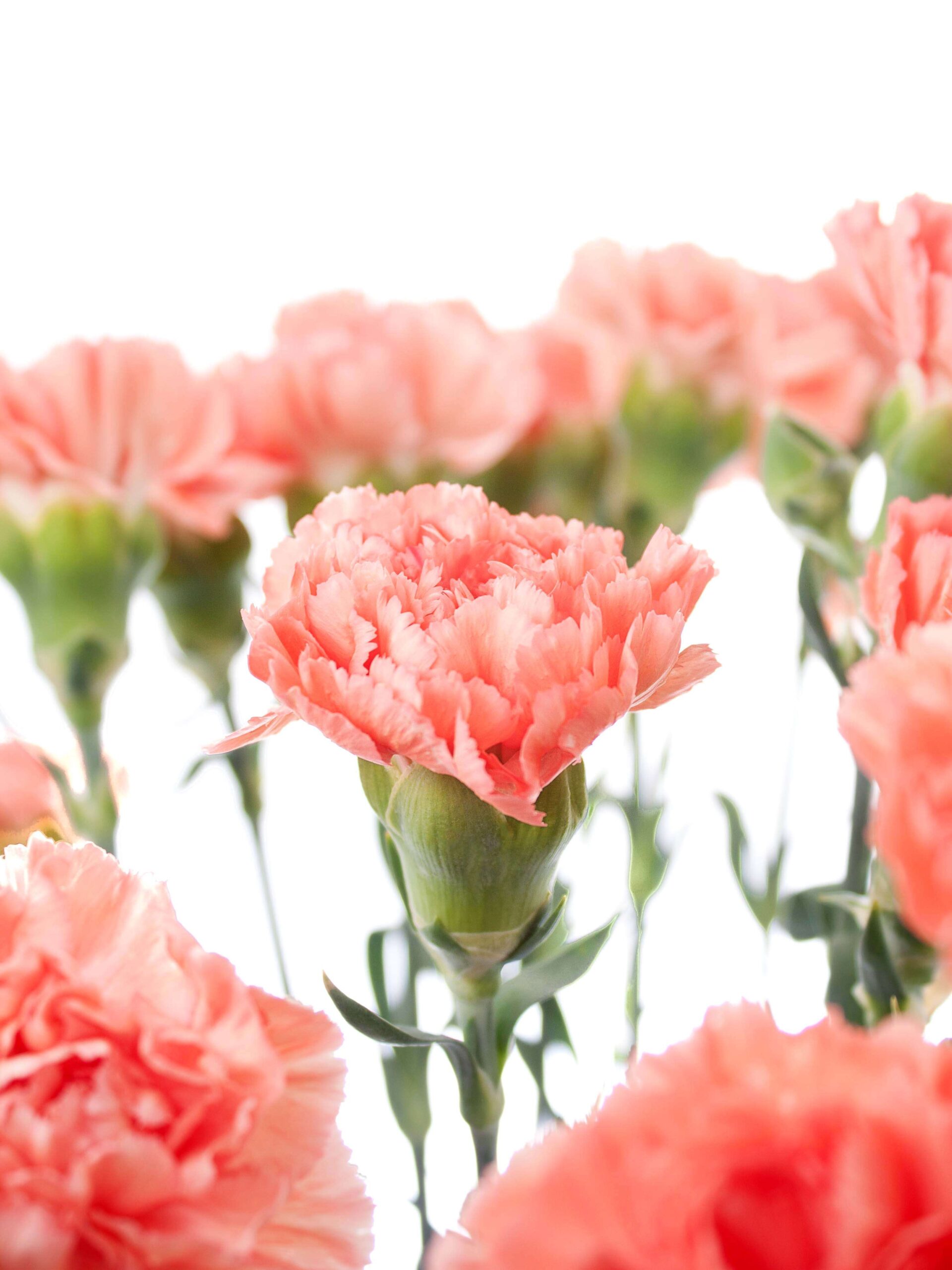 blumigo-edelnelken-megan-schnittnelke-apricot-einzelstiel image 2