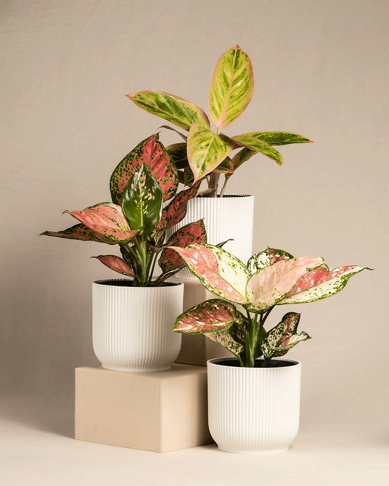 feey-variado-buntes-aglaonema-trio-zimmerpflanzen-3er-set image 8