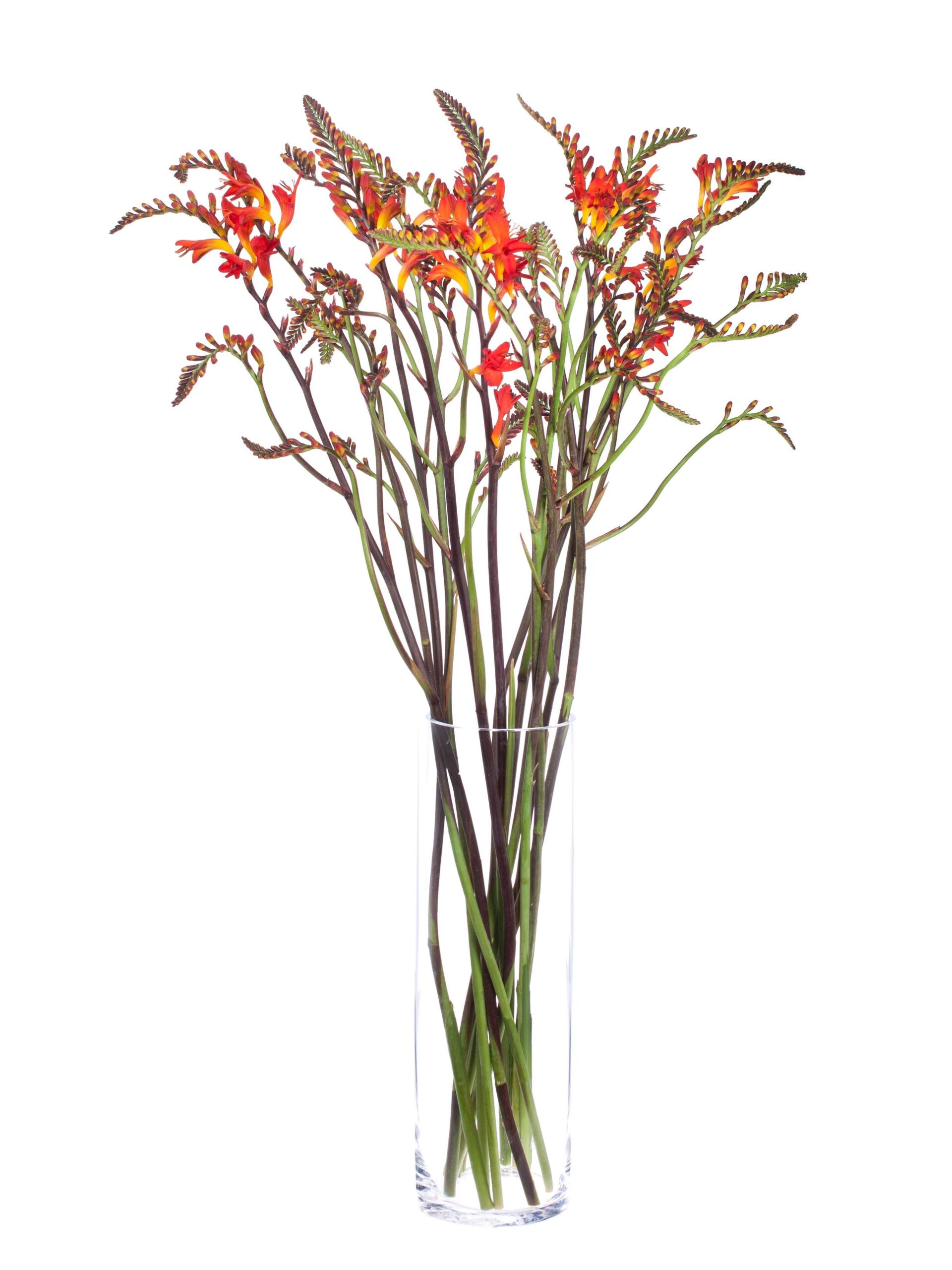 blumigo-crocosmia-lucifer-montbretie-orange-rot image 4