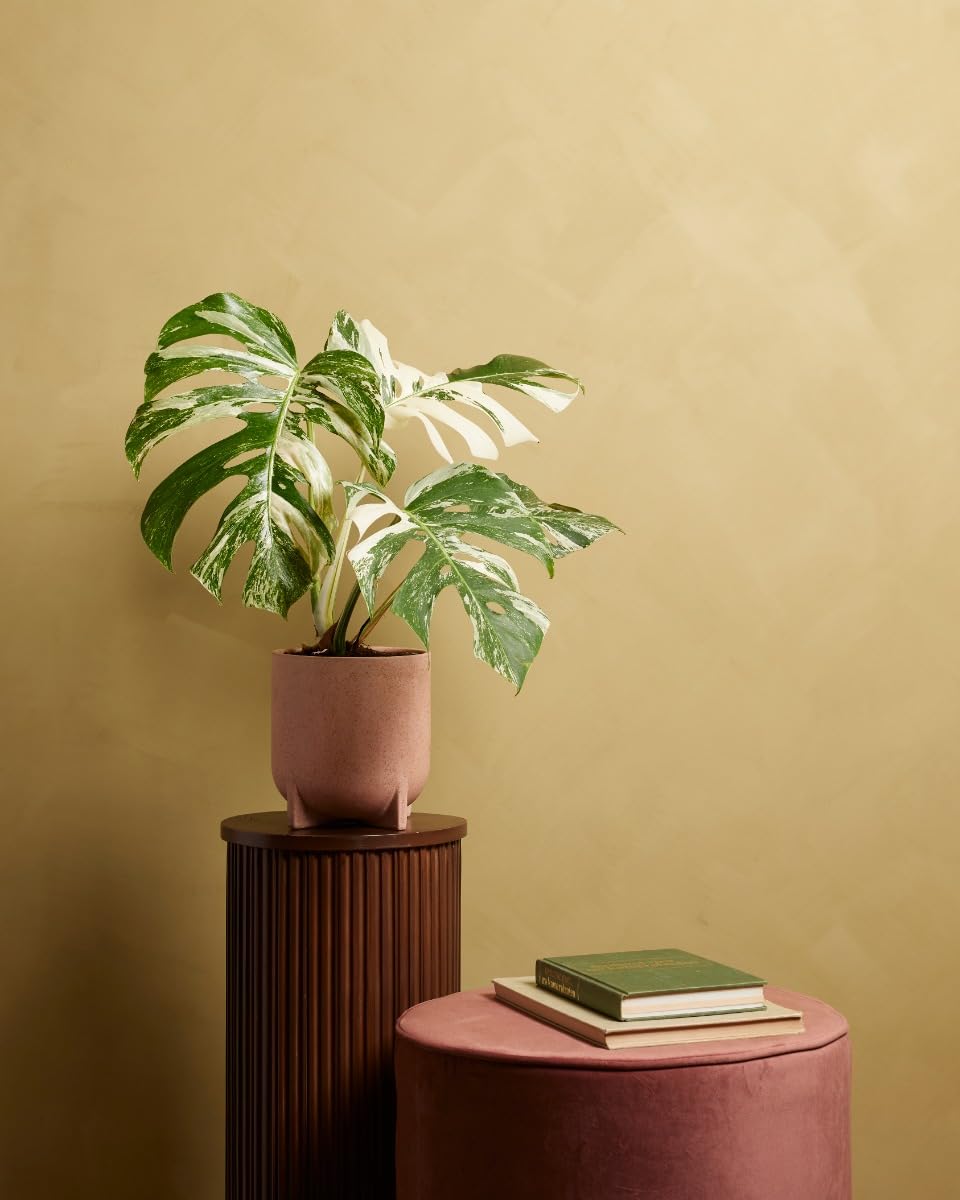plnts-rareplnts-monstera-deliciosa-variegated-fensterblatt-45cm image 7