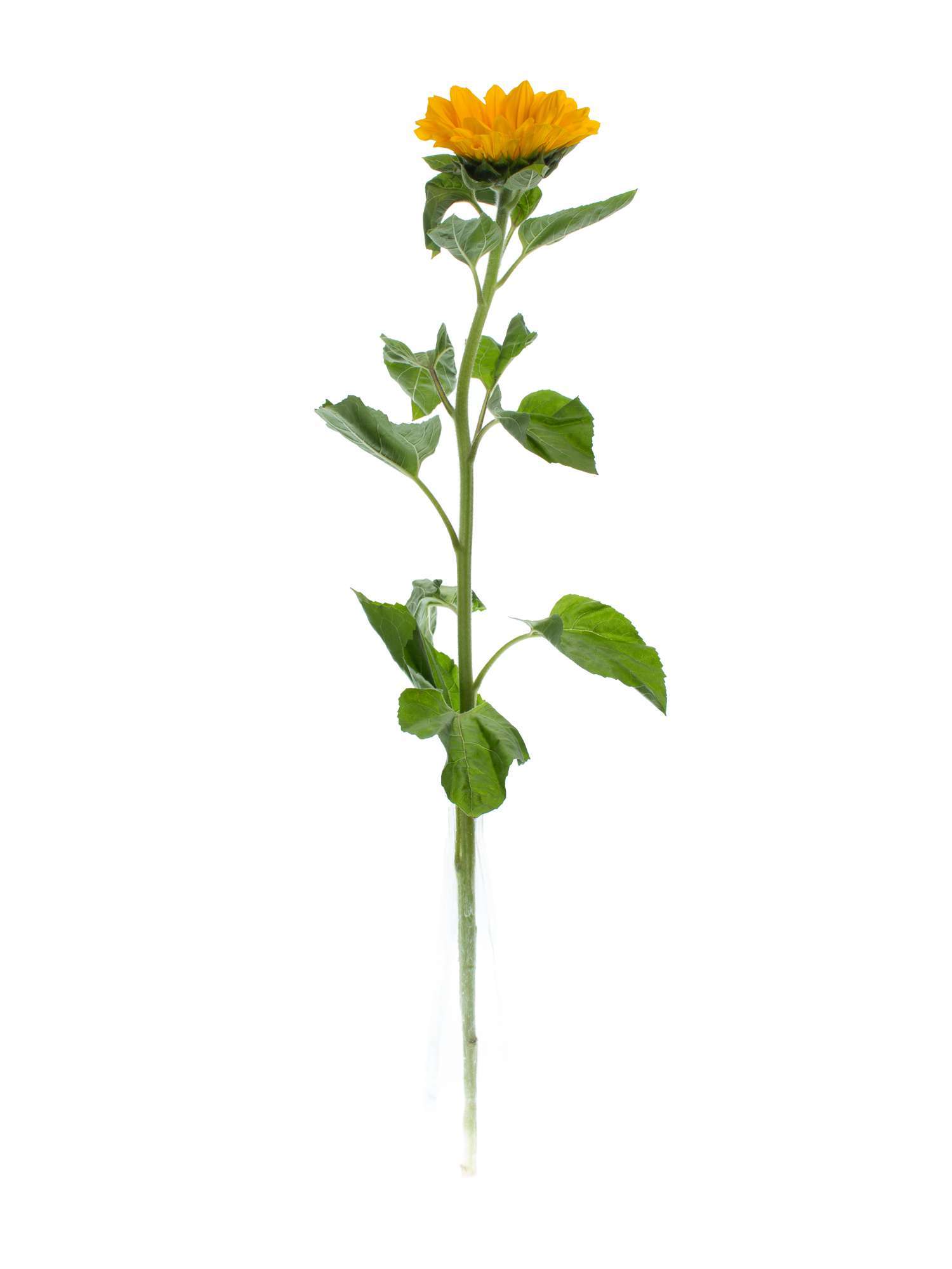 blumigo-sonnenblumen-vincents-choice-schnittblume-gelb image 4