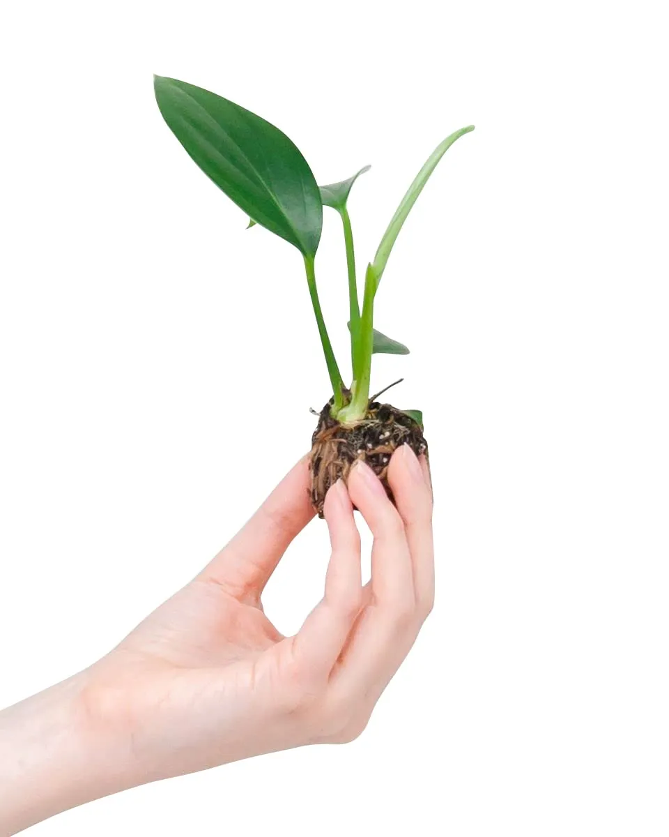 plnts-baby-philodendron-dragon-tail-zimmerpflanze-10cm image 1